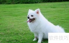 小博美饲养指南