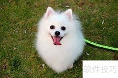 小博美饲养指南