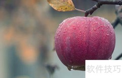 苹果在树上用英语怎么说