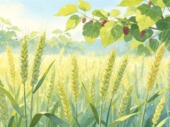 小满至：麦穗将盈、江河渐涨，品味将满未满的人生智慧