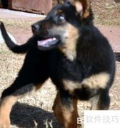 昆明犬饲养全攻略