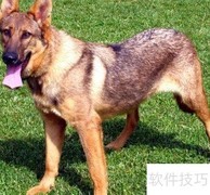 昆明犬饲养全攻略
