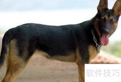 昆明犬饲养全攻略