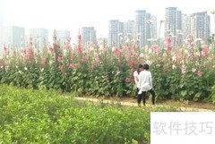 福州花海公园油菜花出行指南