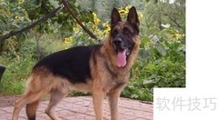 昆明犬训练技巧全攻略