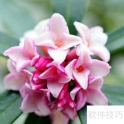 瑞香花养护全攻略