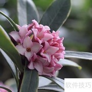 瑞香花养护全攻略