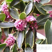 瑞香花养护全攻略