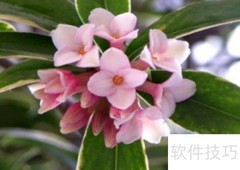 瑞香花养护全攻略