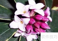 瑞香花养护全攻略