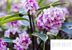 瑞香花养护全攻略