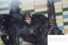 黑蜘蛛猴尾巴的功能揭秘