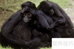 黑蜘蛛猴尾巴的功能揭秘