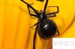 驱除黑寡妇蜘蛛的实用方法