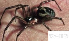 驱除黑寡妇蜘蛛的实用方法