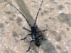 鹿角天牛值58万元系网络谣言，专家辟谣：实为常见昆虫，无珍稀价值