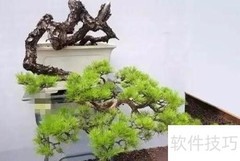 掌上盆景制作指南