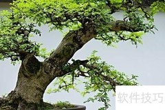 掌上盆景制作指南