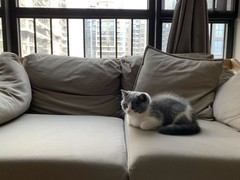 部落冲突：速本背后的真相