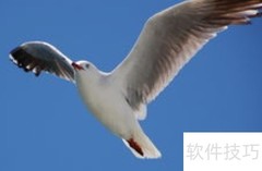 海鸥的象征意义解析