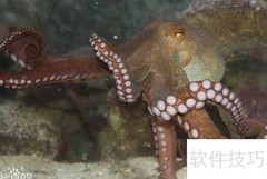 章鱼的繁殖方式揭秘