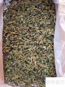 河南蝎子养殖技术指南