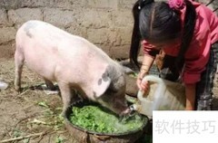 生猪快速增重喂养法