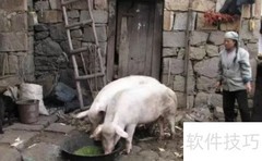 生猪快速增重喂养法