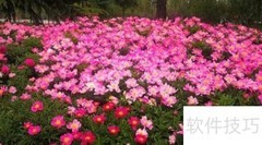 花儿如何在花园中绽放