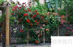 花儿如何在花园中绽放