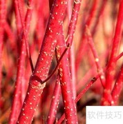 红瑞木栽植技巧