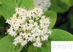 红瑞木栽植技巧