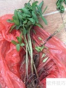 野生三百棒种植指南