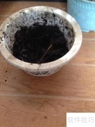野生三百棒种植指南