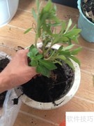 野生三百棒种植指南