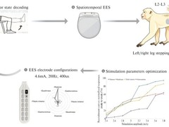 海南大学团队发布非侵入式脑脊接口突破成果