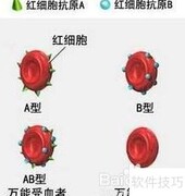 揭秘血型背后的真相