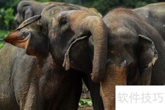 大象如何繁衍后代？