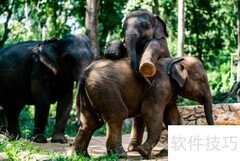 大象如何繁衍后代？