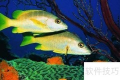鱼病系统镜检方法