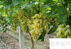 金手指的含义解析
