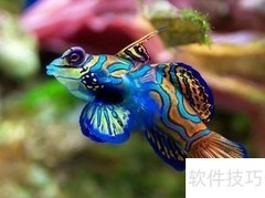 水质软硬度对热带鱼的影响