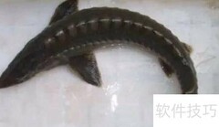鲟鱼筋快速抽取方法