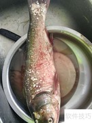 胖头鱼去腥筋技巧