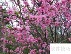 红叶碧桃栽培管理要点