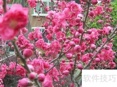 红叶碧桃栽培管理要点
