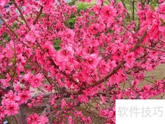 红叶碧桃栽培管理要点