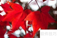 红叶摄影技巧全攻略