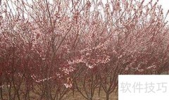 红叶李习性与栽培管理