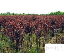 红叶李习性与栽培管理